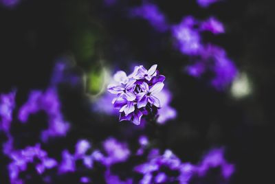 Close-up of purple flowers