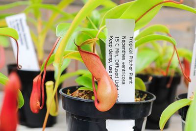 Close-up of potted plant in pot