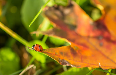 Close-up of ladybug on leaf