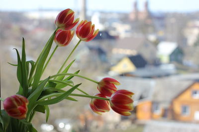 Close-up of red tulip flowers