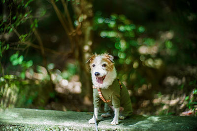 Portrait of dog sticking out tongue