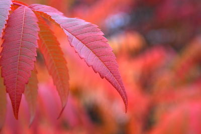 Close-up of autumn leaf