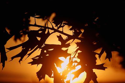 Close-up of maple leaves at night