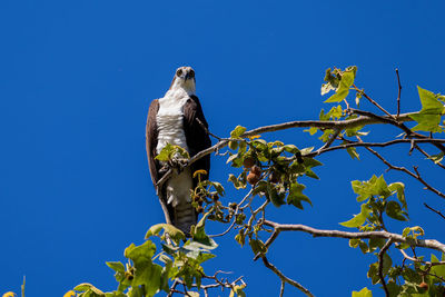 Low angle view of bird perching on tree