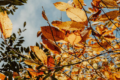 Close-up of maple leaves on tree against sky