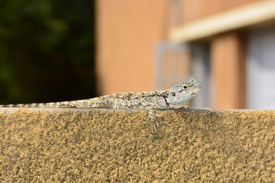 Close-up of lizard