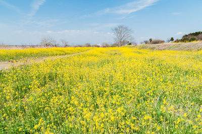 Scenic view of oilseed rape field against sky