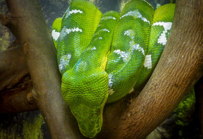 Close-up of green lizard on tree