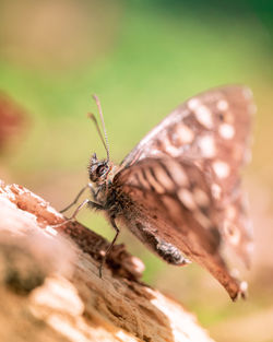 Close-up of butterfly