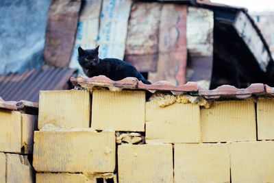 Cat outdoors