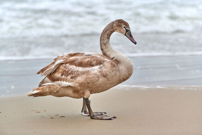 Young brown colored white swan walking by blue waters of sea. swan chick. mute swan cygnus olor