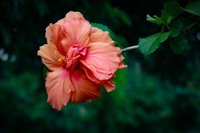 Close-up of pink hibiscus flower