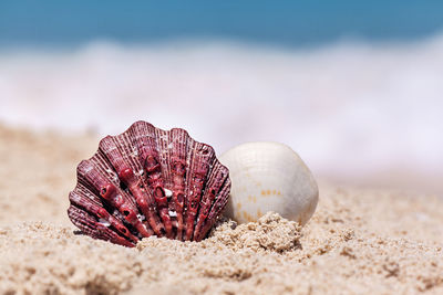 Close-up of seashell on beach