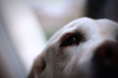 Close-up of dog