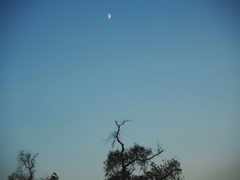 Low angle view of bare tree against clear blue sky