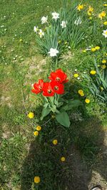 Close-up of flowers blooming in field