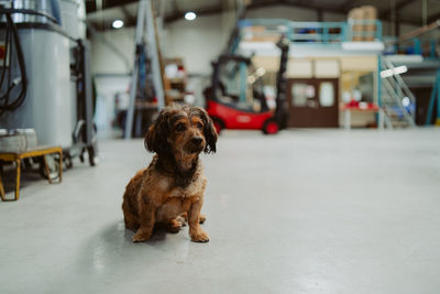 Dog running on floor