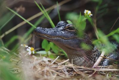 Close-up of lizard on land