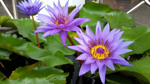 Close-up of purple flowering plant