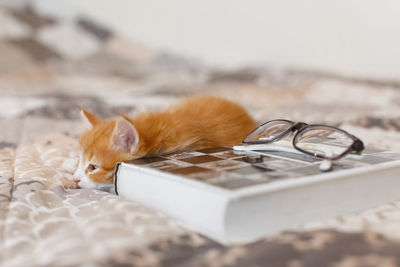 Little cute ginger kitten with blue eyes is waiting for a man next to the book, side view