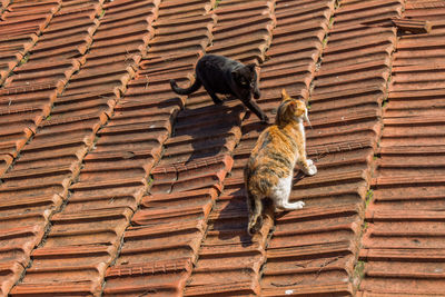 Cat sitting on roof