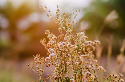 Close-up of plant