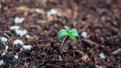 Close-up of small plant growing on field