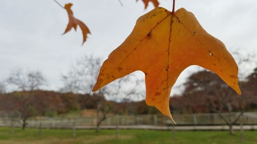 Close-up of maple leaf against sky