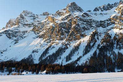 Low angle view of trees on snow covered landscape