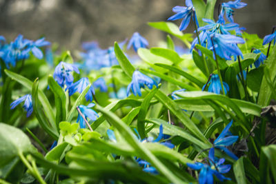 Close-up of blue flowering plant