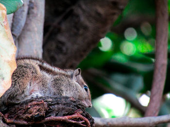 Close-up of a lizard on tree trunk