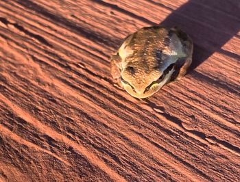 High angle view of a lizard on wood