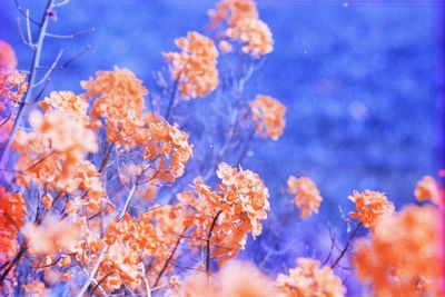 Low angle view of flowers blooming on tree