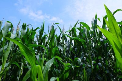 Low angle view of corn growing on field against sky