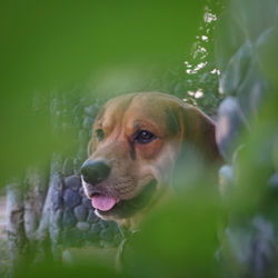 Close-up of dog looking away