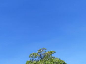 Low angle view of tree against blue sky