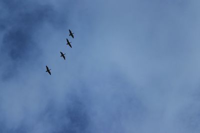 Low angle view of birds flying in sky