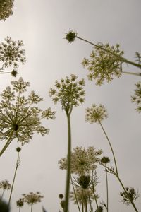 Low angle view of flowering plants against sky