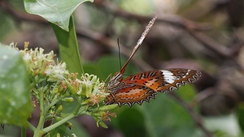 Close-up of butterfly pollinating flower
