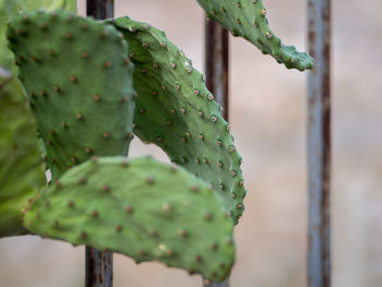 Close-up of cactus plant