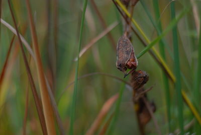 Close-up of butterfly on leaf