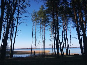 Trees on beach against sky