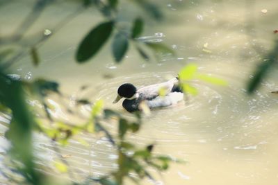 High angle view of duck swimming in lake