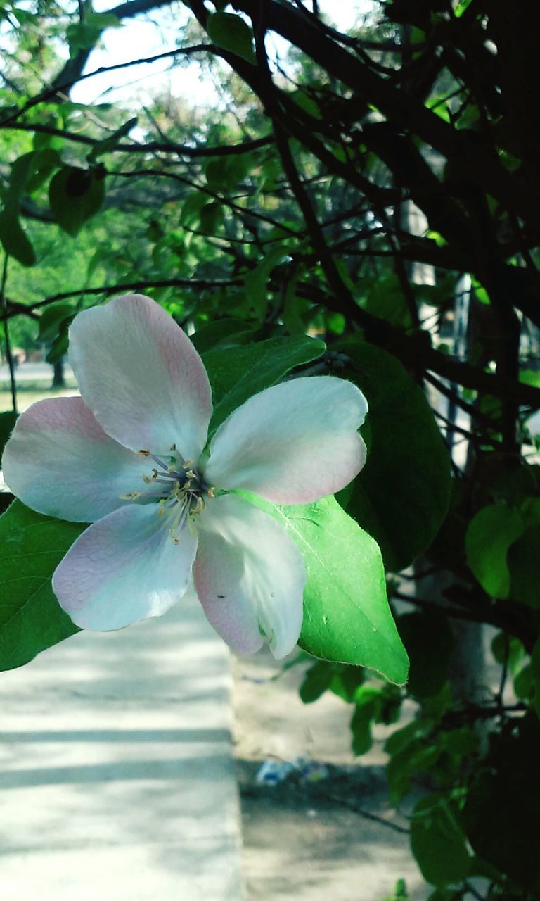 flower, growth, freshness, leaf, fragility, petal, close-up, beauty in nature, nature, flower head, focus on foreground, plant, blooming, tree, white color, branch, blossom, in bloom, green color, day