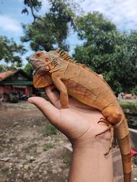Human hand holding lizard