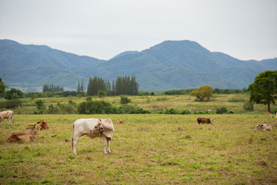 Sheep grazing in a field