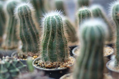 Close-up of cactus