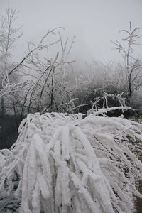 Frozen trees against sky during winter