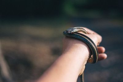 Cropped hand holding snake