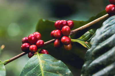 Close-up of cherries on tree